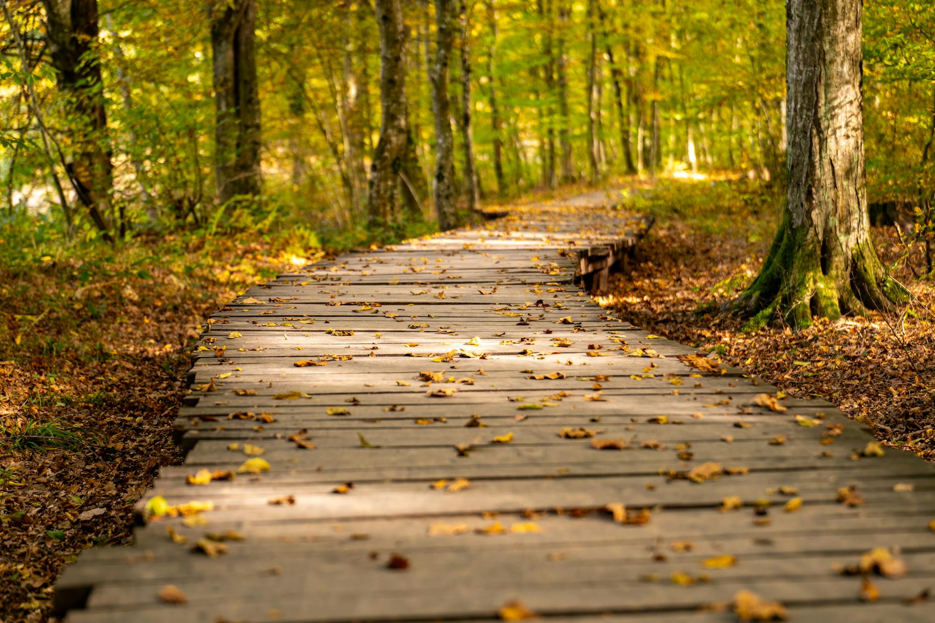 A peaceful natural path — representing the restored trust and balanced new beginning in love and home that angel number 622 promises